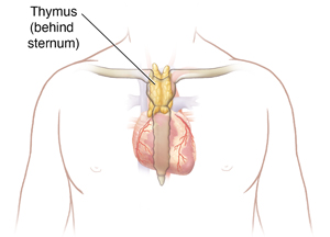 Outline of man's chest showing the thymus above the heart and under the sternum.