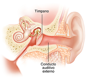 Corte transversal del oído de un niño donde pueden verse las estructuras del oído externo, interno y medio.