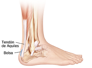 Vista lateral de los huesos del tobillo y del pie donde se observa la bursa entre la piel del talón y el tendón de Aquiles.