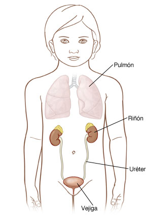 Contorno de un niño pequeño donde pueden verse los pulmones, los riñones y los uréteres que conectan los riñones con la vejiga.